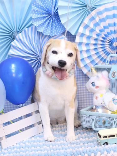 20231125チャビーちゃん